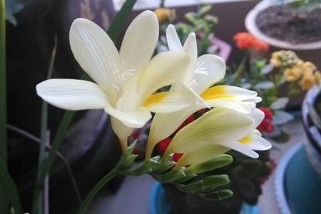 麦兰的养殖方法和注意些什么