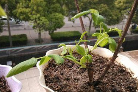 玫瑰花种植方法和时间