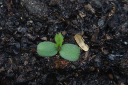 玫瑰花种植方法和时间