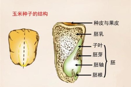 玉米种子的结构
