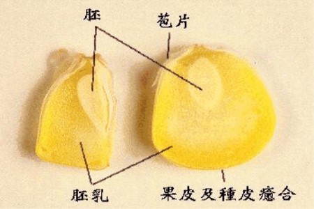 玉米种子的结构