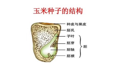 玉米种子的结构