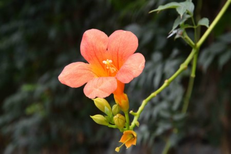 院子里种凌霄花吉利吗