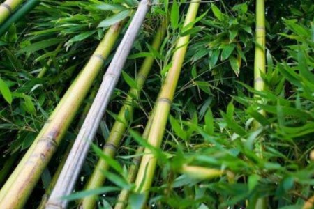 怎么能把竹子连根杀死