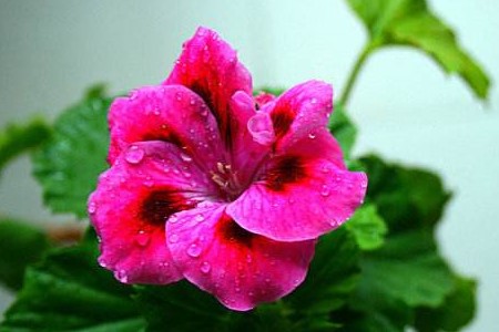 蝴蝶梅什么时候开花，怎么促进开花？