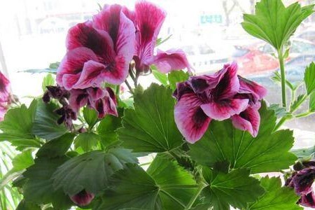 蝴蝶梅什么时候开花，怎么促进开花？