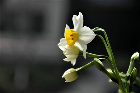 怎么样调节水仙花长高