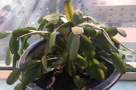 蟹爪兰为什么不开花