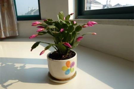 蟹爪兰为什么不开花