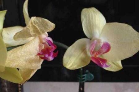 蝴蝶兰花蔫了的原因（附解决方法）