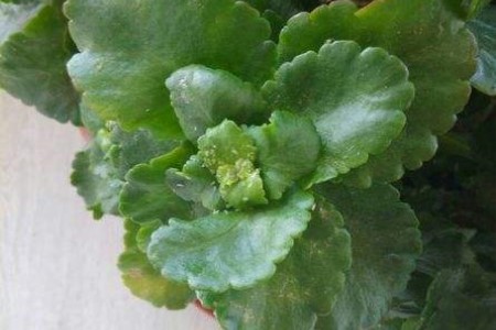长寿花长白色的虫子解决办法