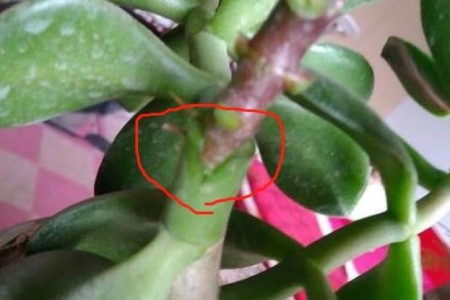 长寿花几月份嫁接玉树相当好，该怎么嫁接？