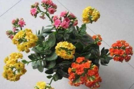 长寿花几月份嫁接玉树相当好，该怎么嫁接？