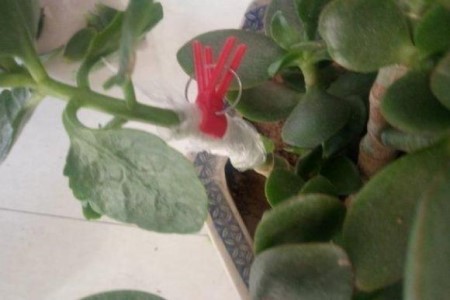 长寿花几月份嫁接玉树相当好，该怎么嫁接？