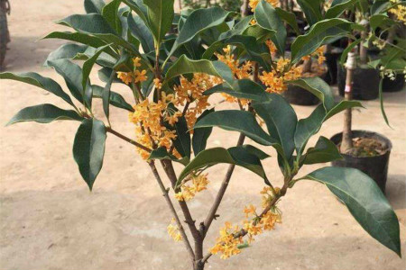 盆景桂花树怎么种植护