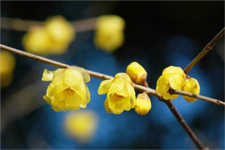 腊梅花期有多久，怎么延长花期？