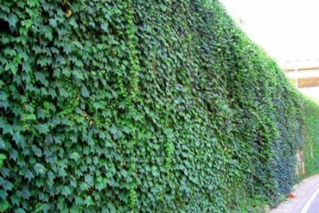 藤本植物有哪些