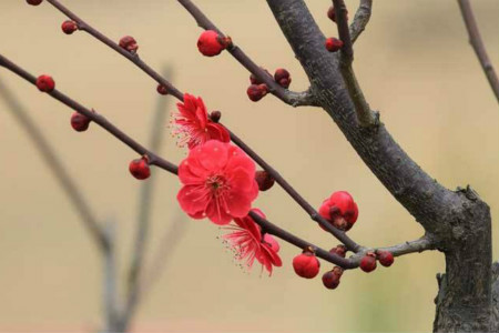 梅花什么时候开