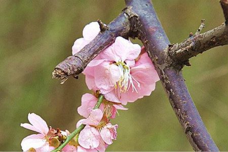 梅花高压繁殖技术