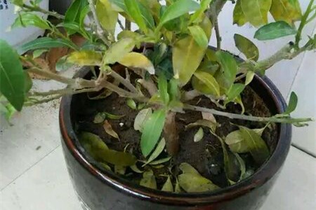 夜来香浇水多了，叶子基本都掉了解决办法？