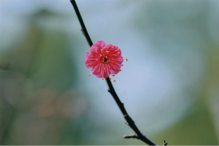 梅花高压繁殖技术