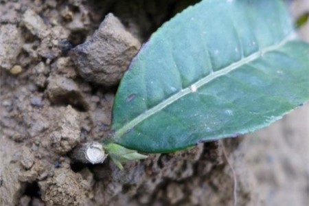 茶树的种植方法