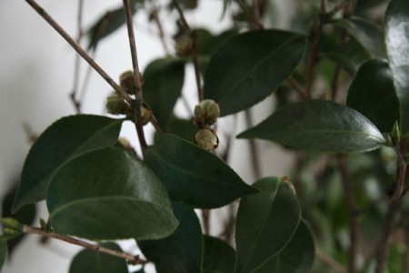 茶花花骨朵干枯但没掉是啥原因