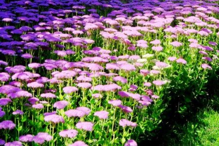 八宝花的养殖方法