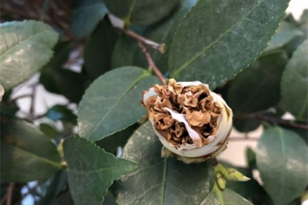 茶花花蕾干枯能补救吗，需要怎么补救？