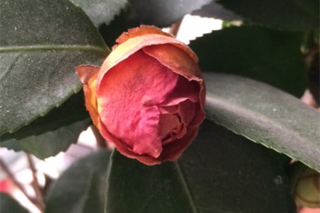 茶花花蕾干枯能补救吗，需要怎么补救？