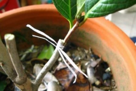 茶花的嫁接时间和方法