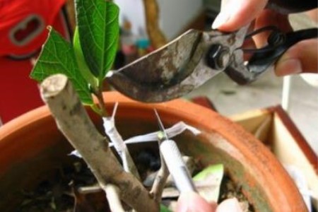 茶花的嫁接时间和方法