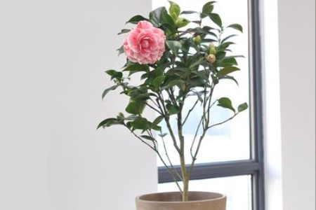 茶花能在室内养吗
