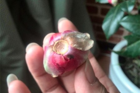 茶花为什么会掉花苞（附解决方法）