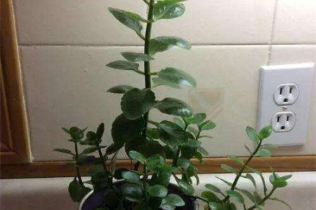 长寿花春天可以修剪吗