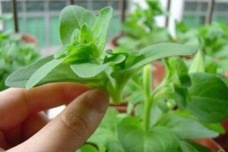 长寿花春天可以修剪吗