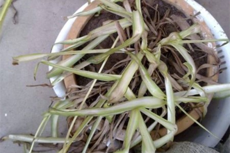吊兰冻死了能活过来吗