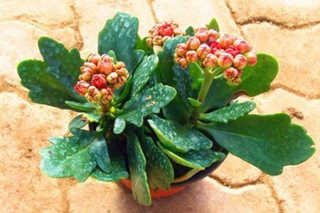 长寿花冬天要浇水吗，需要怎么浇水？