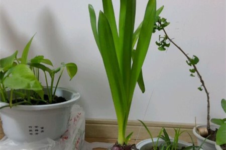 风信子长太高了解决办法