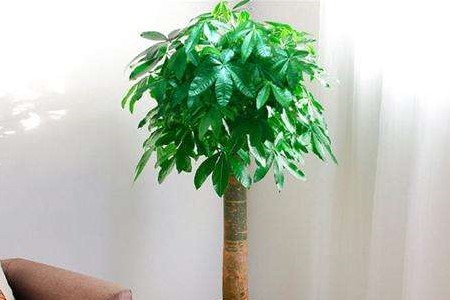 发财树在家里的最佳摆放位置