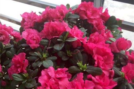 杜鹃花怎么种植（家庭养法）