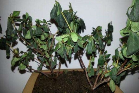 杜鹃花打蔫怎么挽救