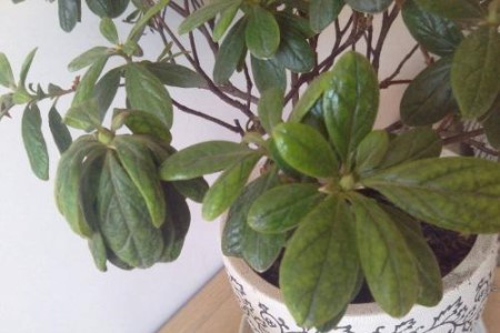 杜鹃花打蔫怎么挽救