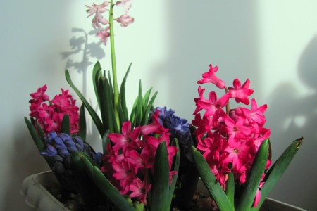 风信子适合在室内养吗