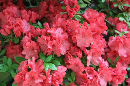 杜鹃花的花语和寓意