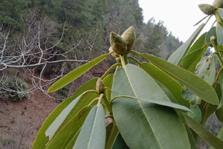 杜鹃花有花苞却不开花是啥原因