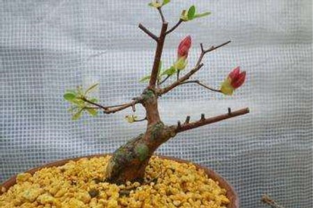 杜鹃的修剪时间和方法