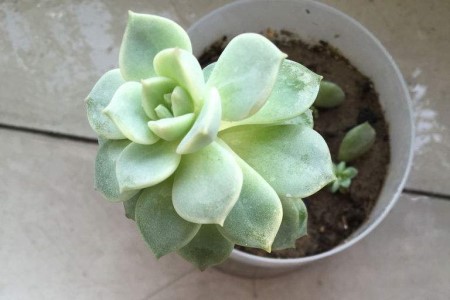 多肉掉叶子怎么补救