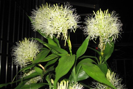 富贵竹会开花吗