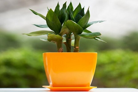 富贵竹会开花吗